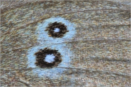 <p>OKÁČ PROSÍČKOVÝ (Aphantopus hyperanthus) detail křídla ---- /Ringlet - Brauner Waldvogel/</p>
